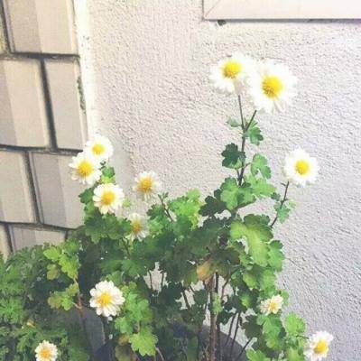 爱上端天龙八部3d下载